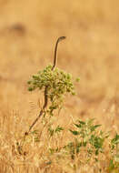 Image of Eastern Montpellier Snake