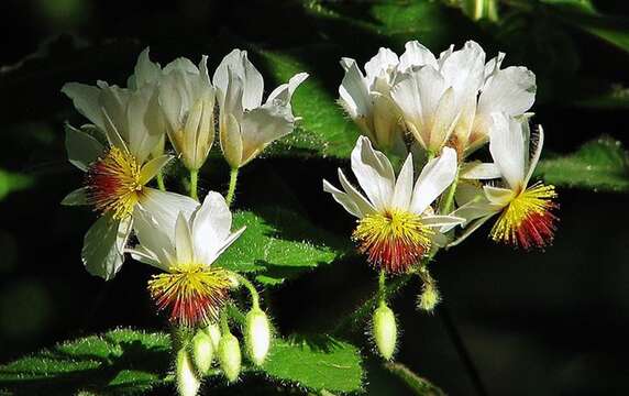 Image de Sparrmannia africana L. fil.