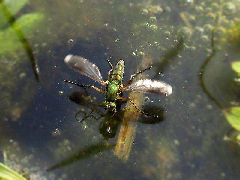 Image of Poecilobothrus nobilitatus (Linnaeus 1767)