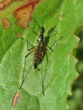 Image of Micropeza corrigiolata (Linnaeus 1767)