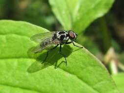 Image of Anthomyia procellaris Rondani 1866