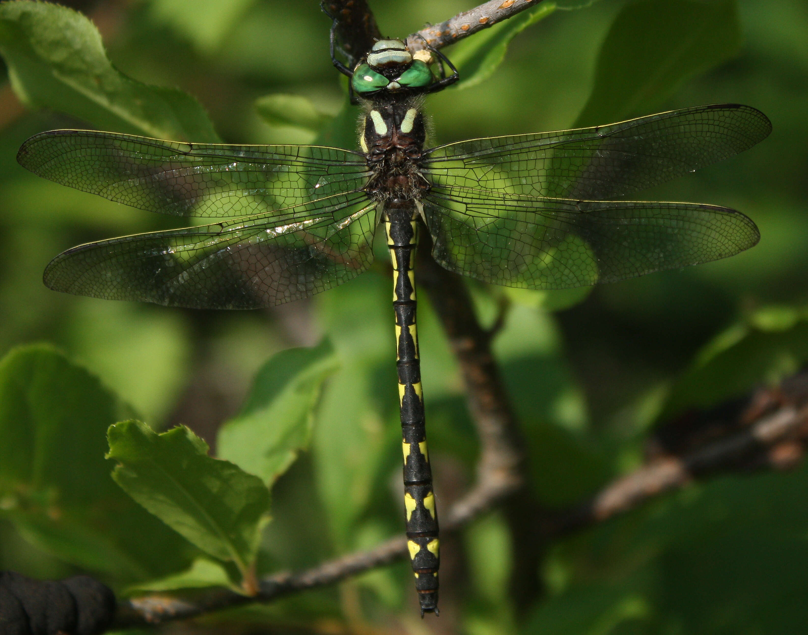 Image of Delta-spotted Spiketail