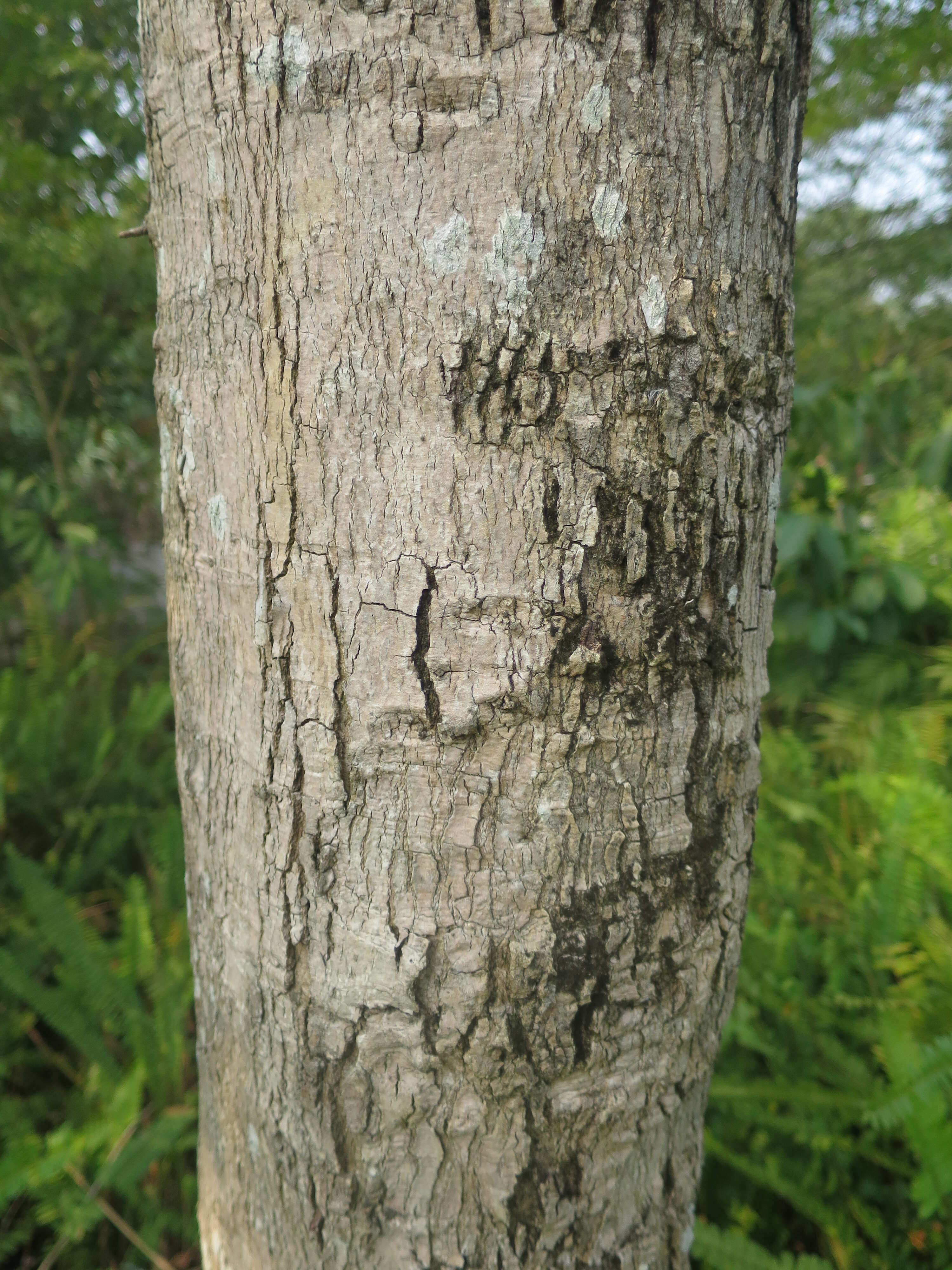 Слика од Syzygium nervosum DC.