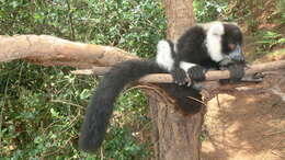 Image of Black-and-white Ruffed Lemur