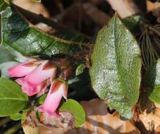 Sivun Epigaea asiatica Maxim. kuva