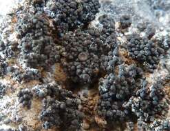 Image of synalissa lichen