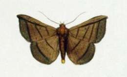 صورة Entomogramma fautrix Guenée 1852