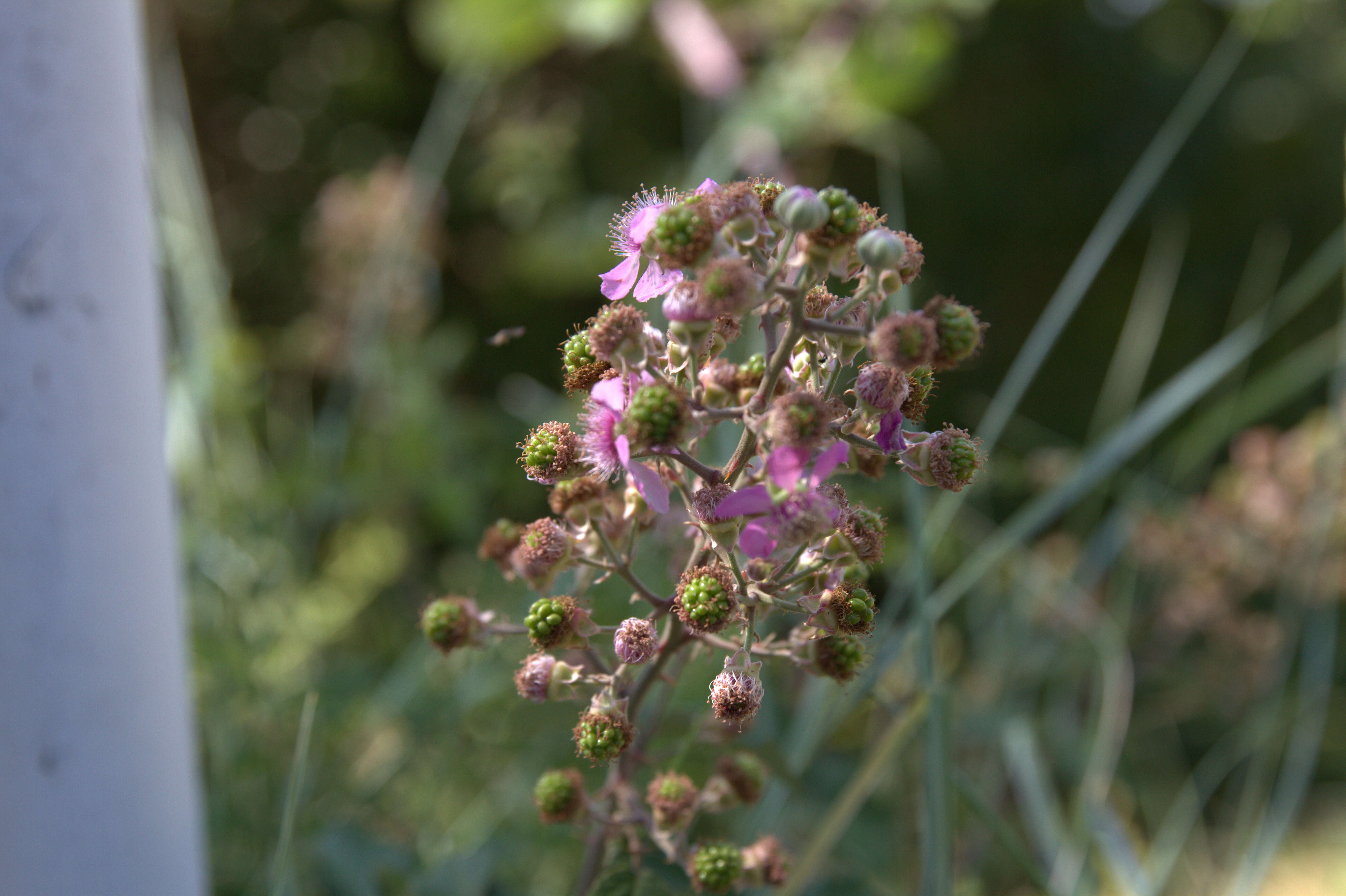 Image of Bramble