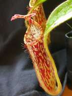 Image of Nepenthes stenophylla Mast.