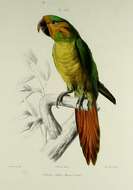 Image of Ognorhynchus Bonaparte 1857