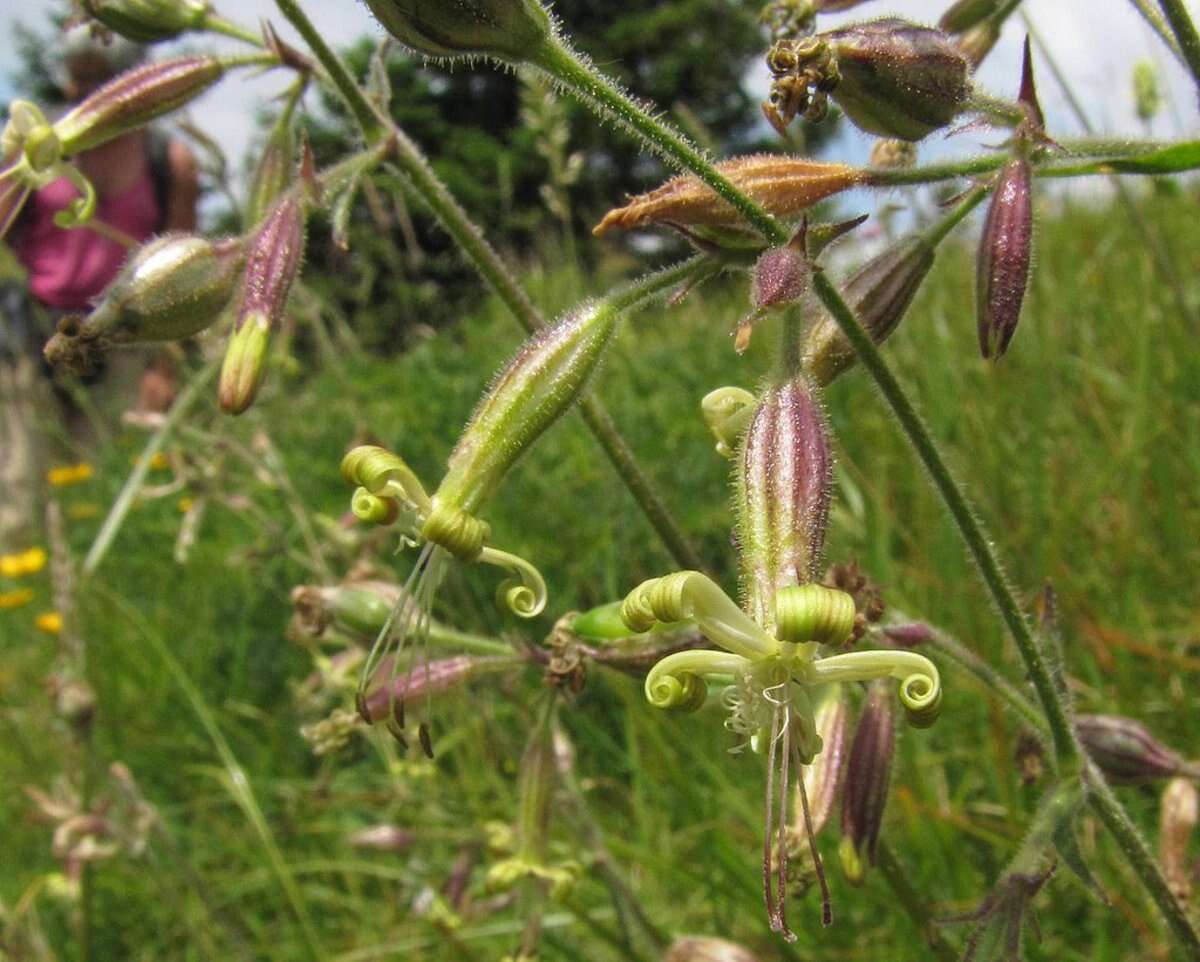 Image of Catchfly