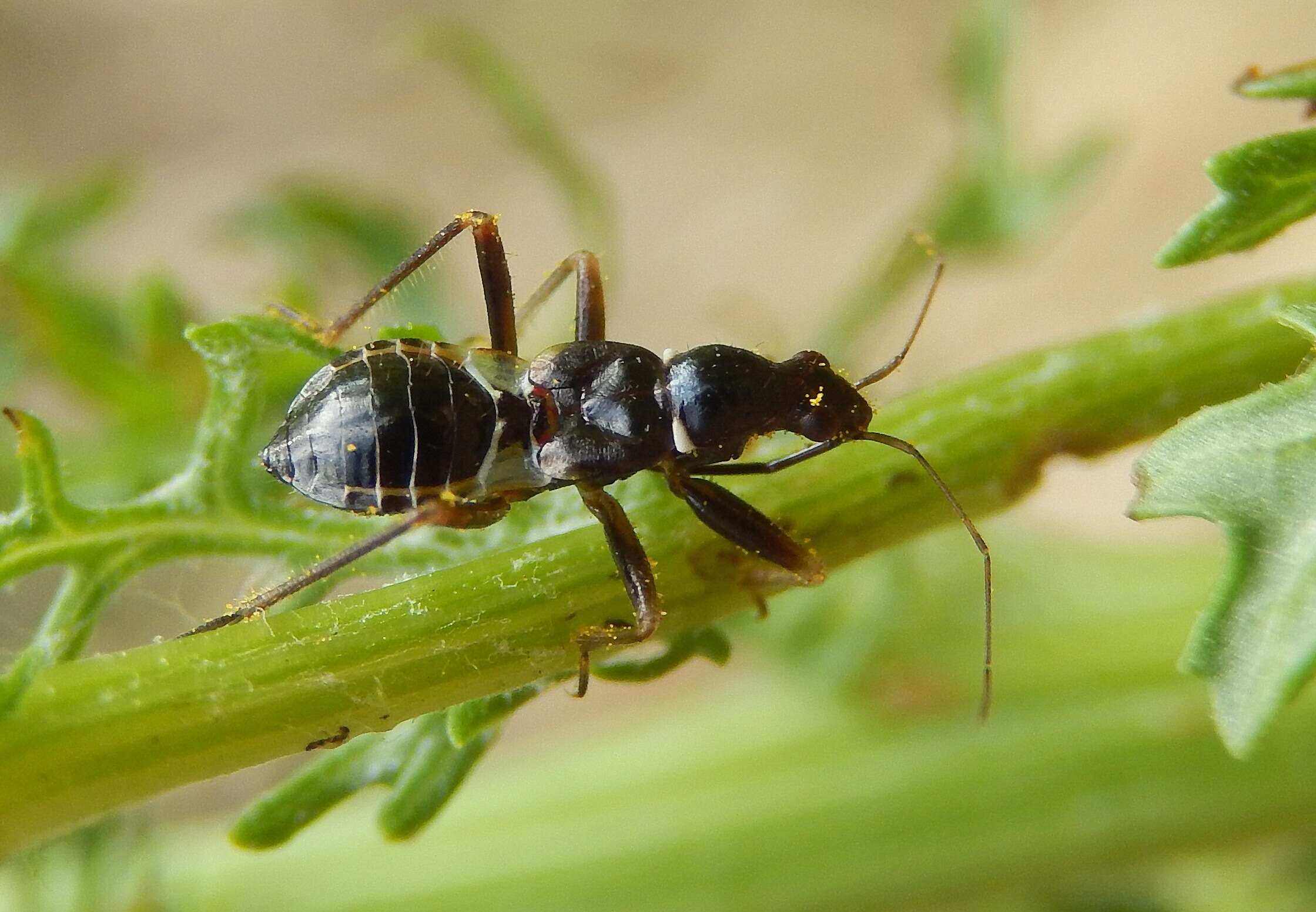 Image of Myrmecoris