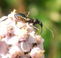 Image of Myrmecoris