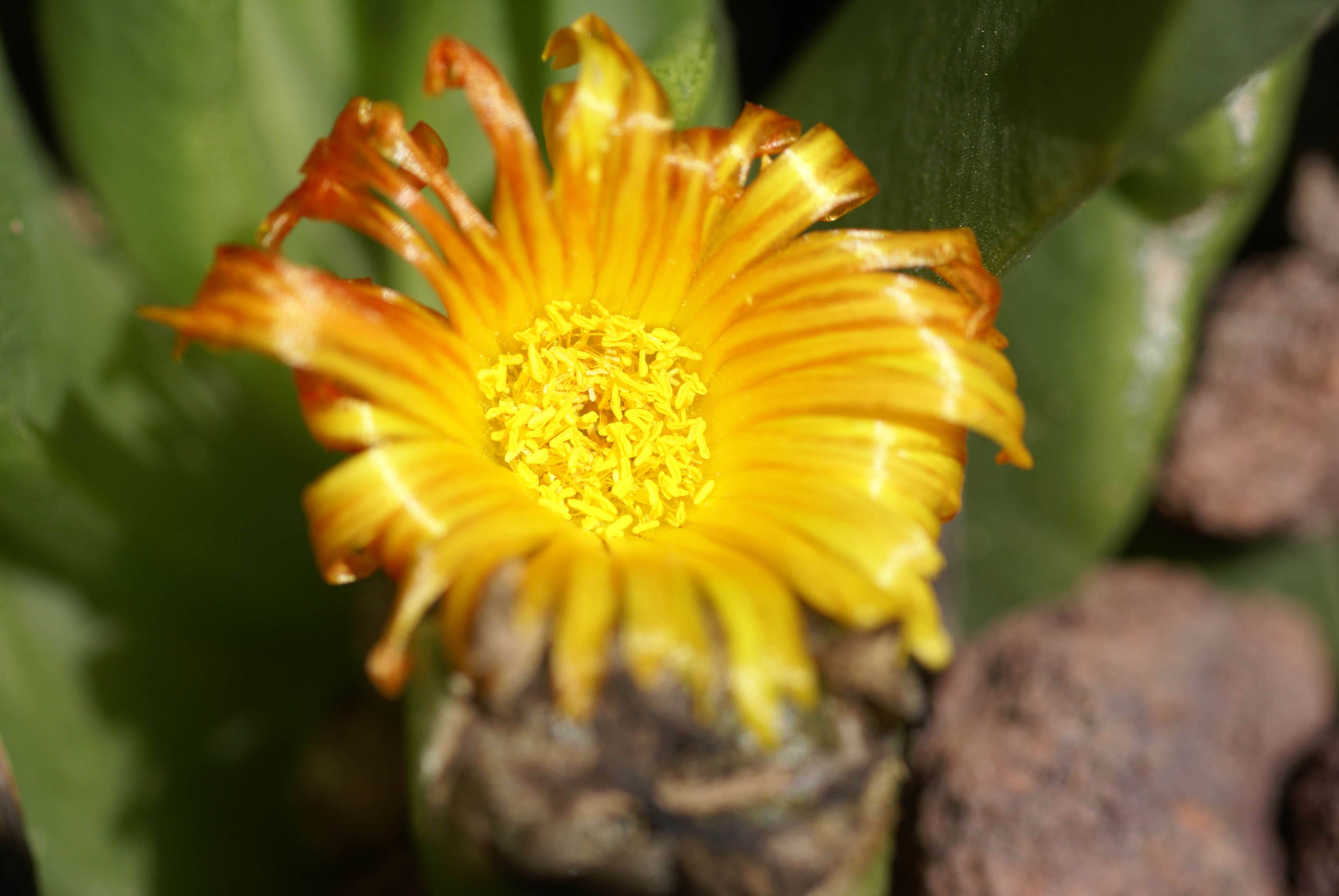 Image of Glottiphyllum uncatum