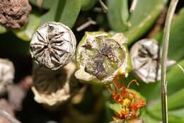 Image of Glottiphyllum uncatum