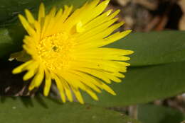 Image of Glottiphyllum uncatum