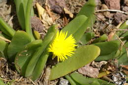 Image of Glottiphyllum uncatum