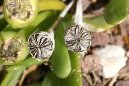 Image of Glottiphyllum uncatum