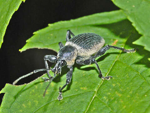 Otiorhynchus (Otiorhynchus) vehemens Boheman 1842 resmi