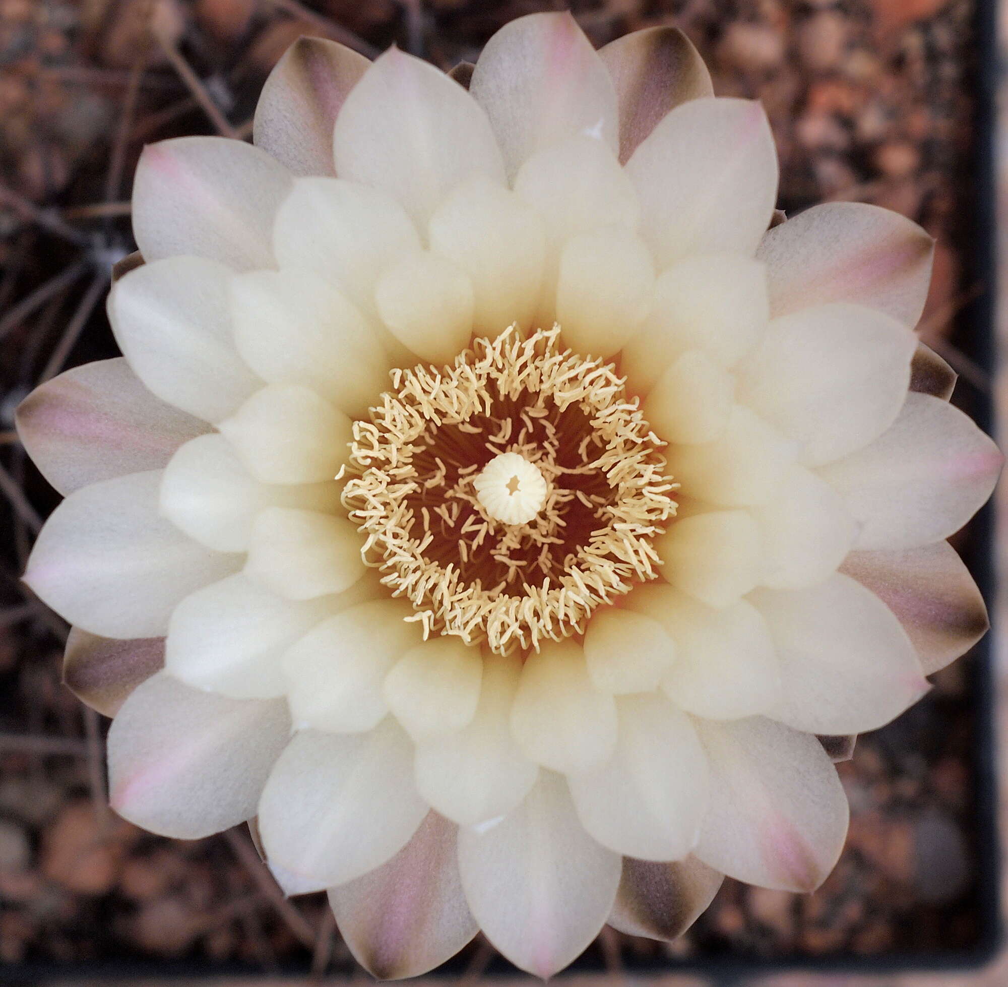 Image of Gymnocalycium gibbosum (Haw.) Pfeiff. ex Mittler