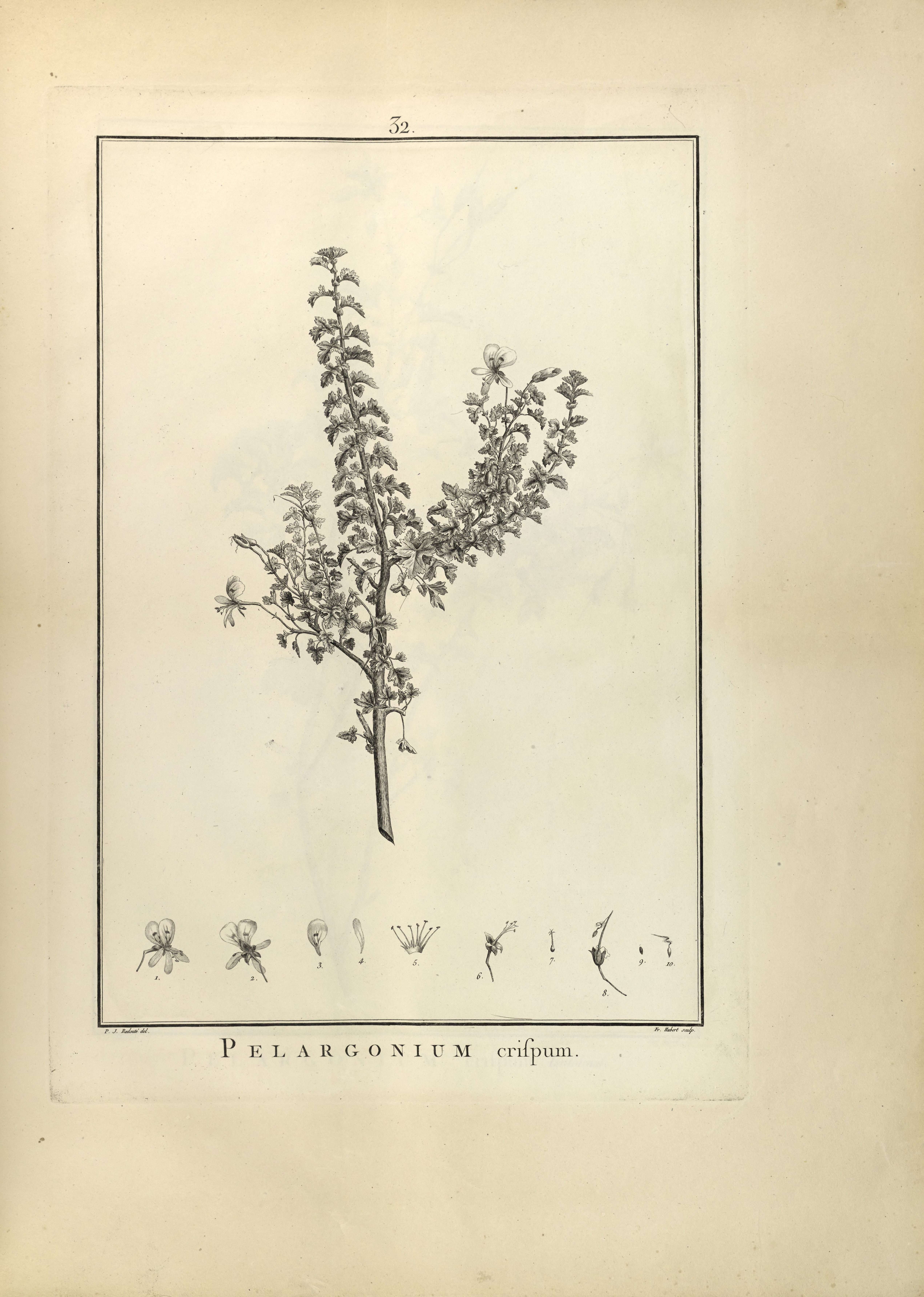 Image of Pelargonium crispum (Berg.) L'Her.