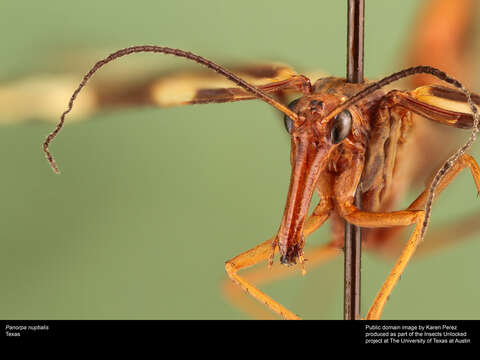 Image of Panorpa nuptialis Gerstaecker 1863