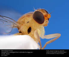 Image of Parasitic Chloropid Fly