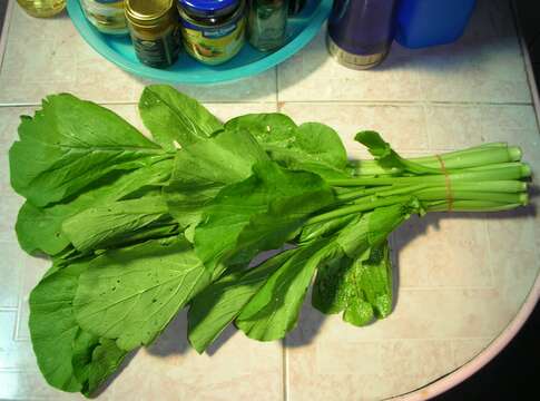 Image of Brassica rapa var. parachinensis