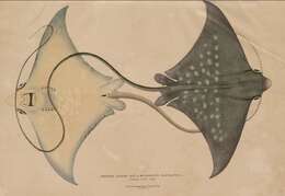 Plancia ëd Aetomylaeus maculatus (Gray 1834)