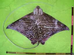 Image of Mottled Eagle Ray