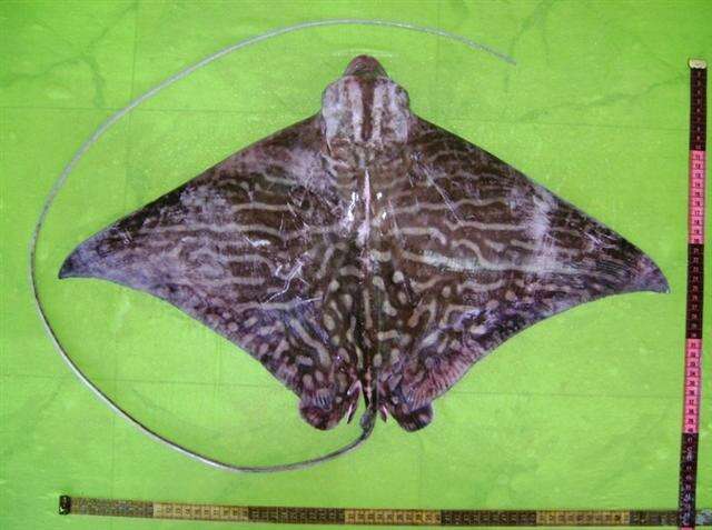 Image of Mottled Eagle Ray