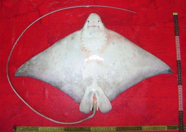 Image of Mottled Eagle Ray