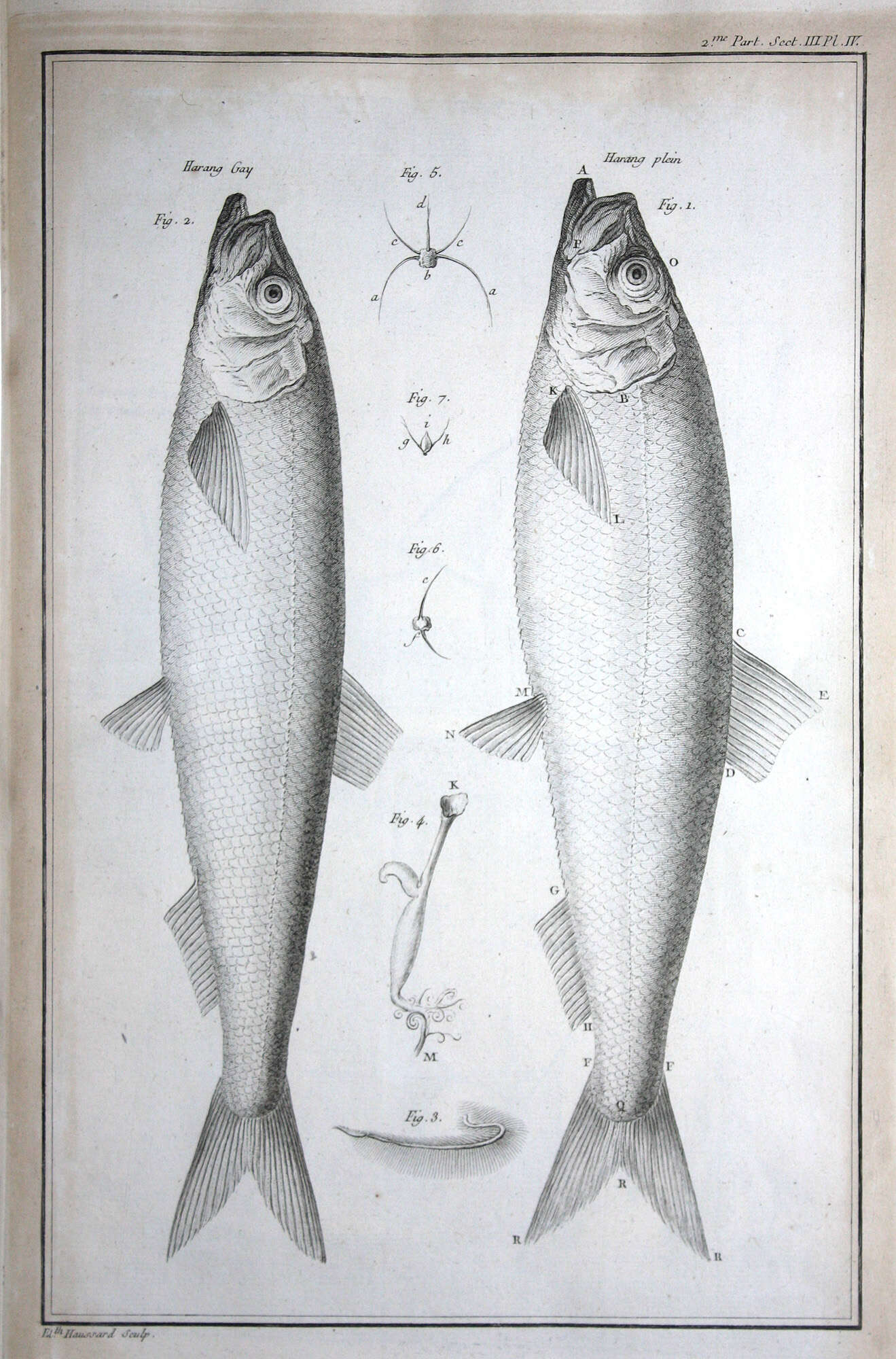 Image of Atlantic Herring