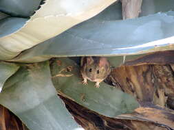 Image of Desert Woodrat