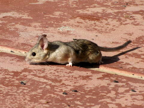 Image of Desert Woodrat