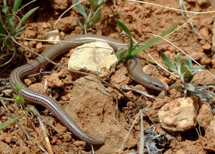 Image of Persia Snake Skink