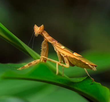 Image of Philippine Flower Mantis