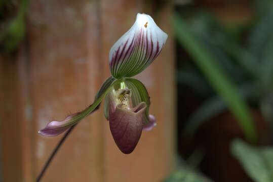 Image of Callus Paphiopedilum