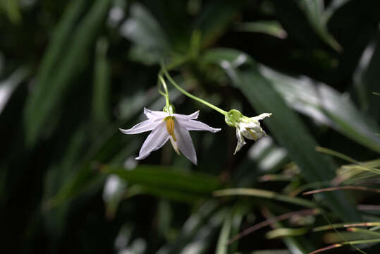 Image of Xerophyta elegans (Balf.) Baker