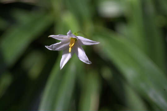 Image de Xerophyta elegans (Balf.) Baker