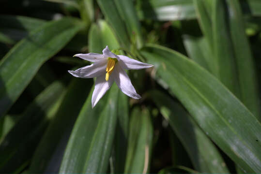 Image de Xerophyta elegans (Balf.) Baker