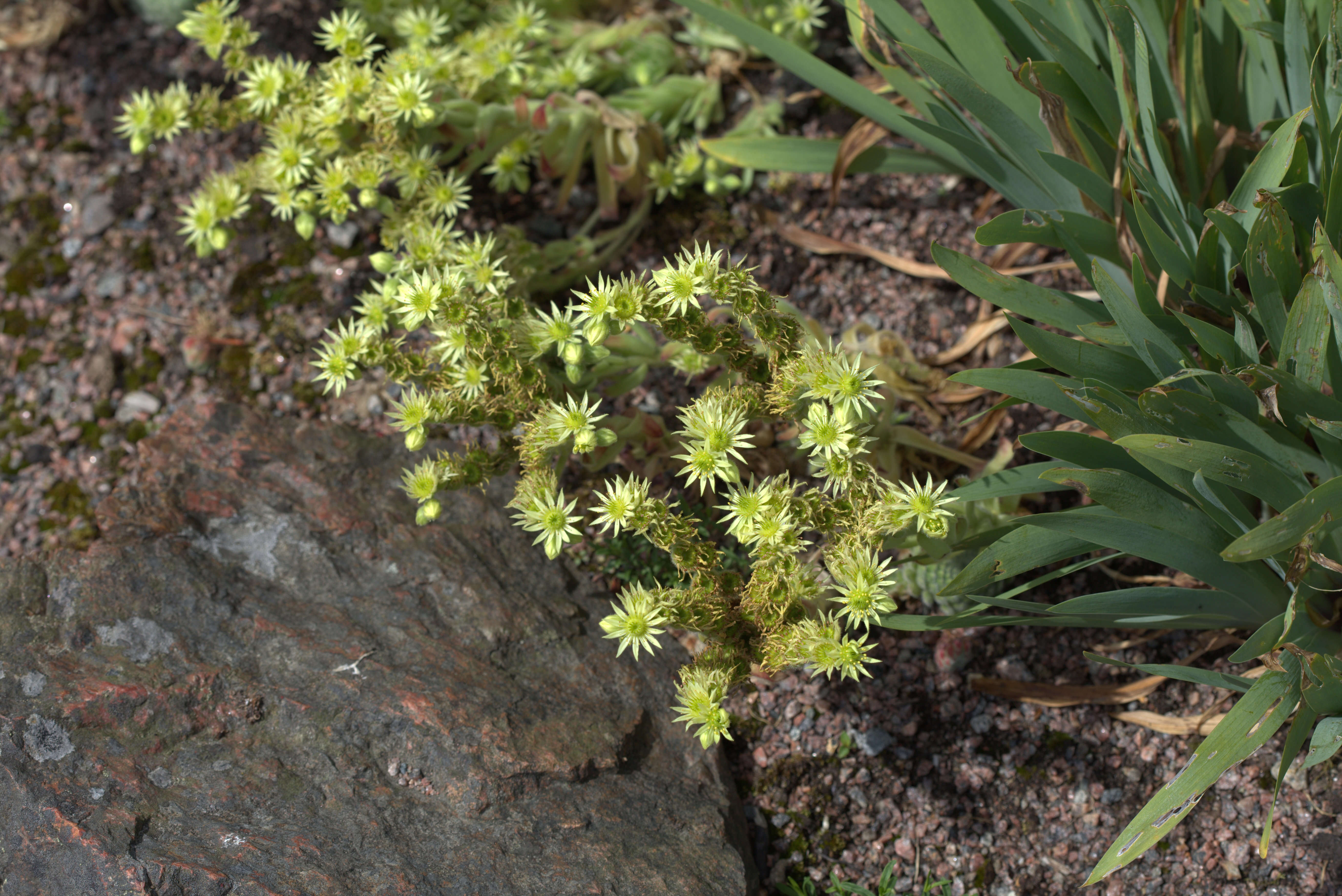 Image of Sempervivum ciliosum Craib