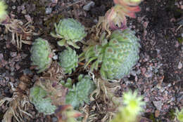 Image of Sempervivum ciliosum Craib