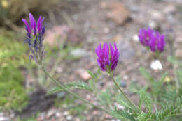 Image of Astragalus onobrychis L.