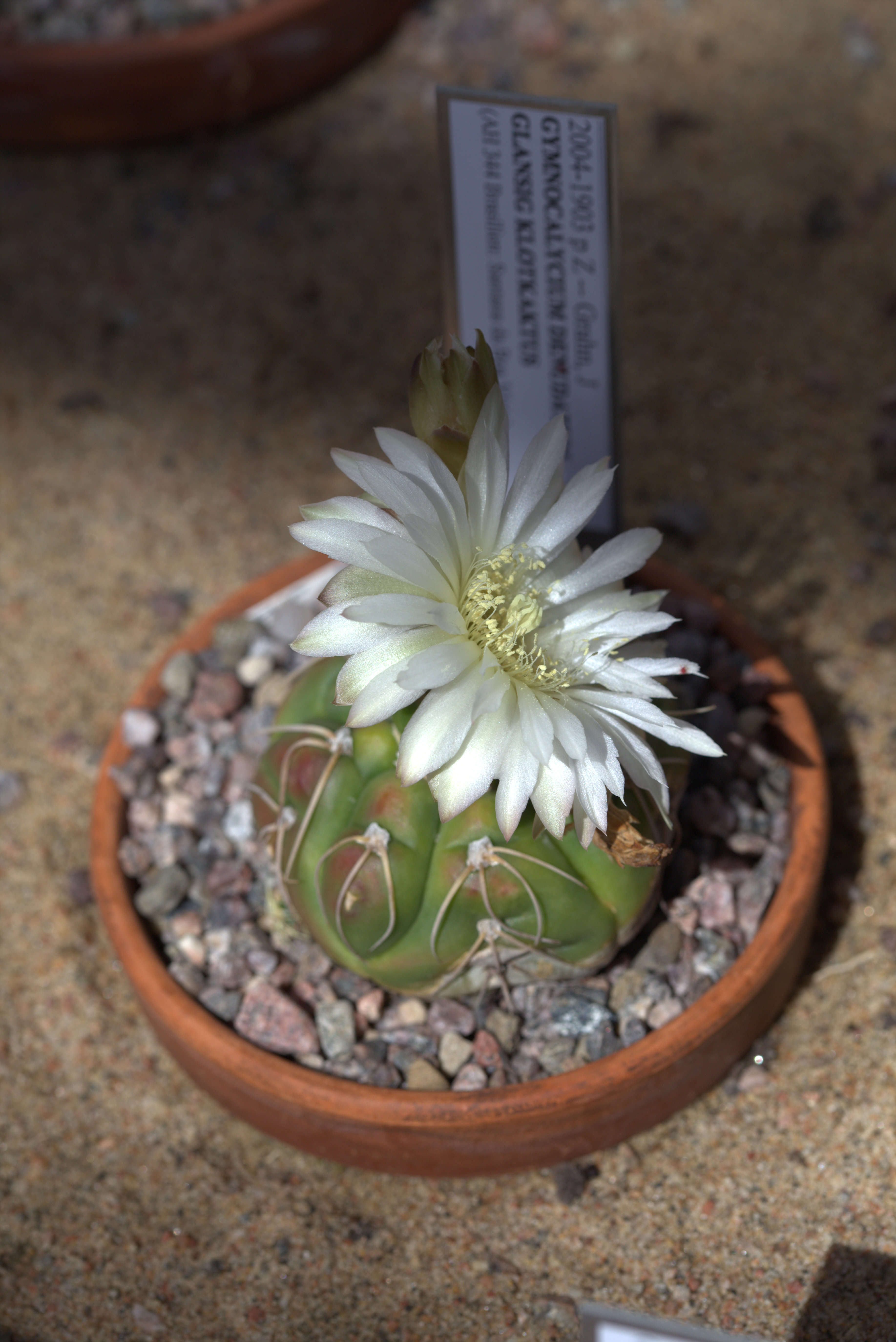 Image of Gymnocalycium denudatum (Link & Otto) Pfeiff. ex Mittler