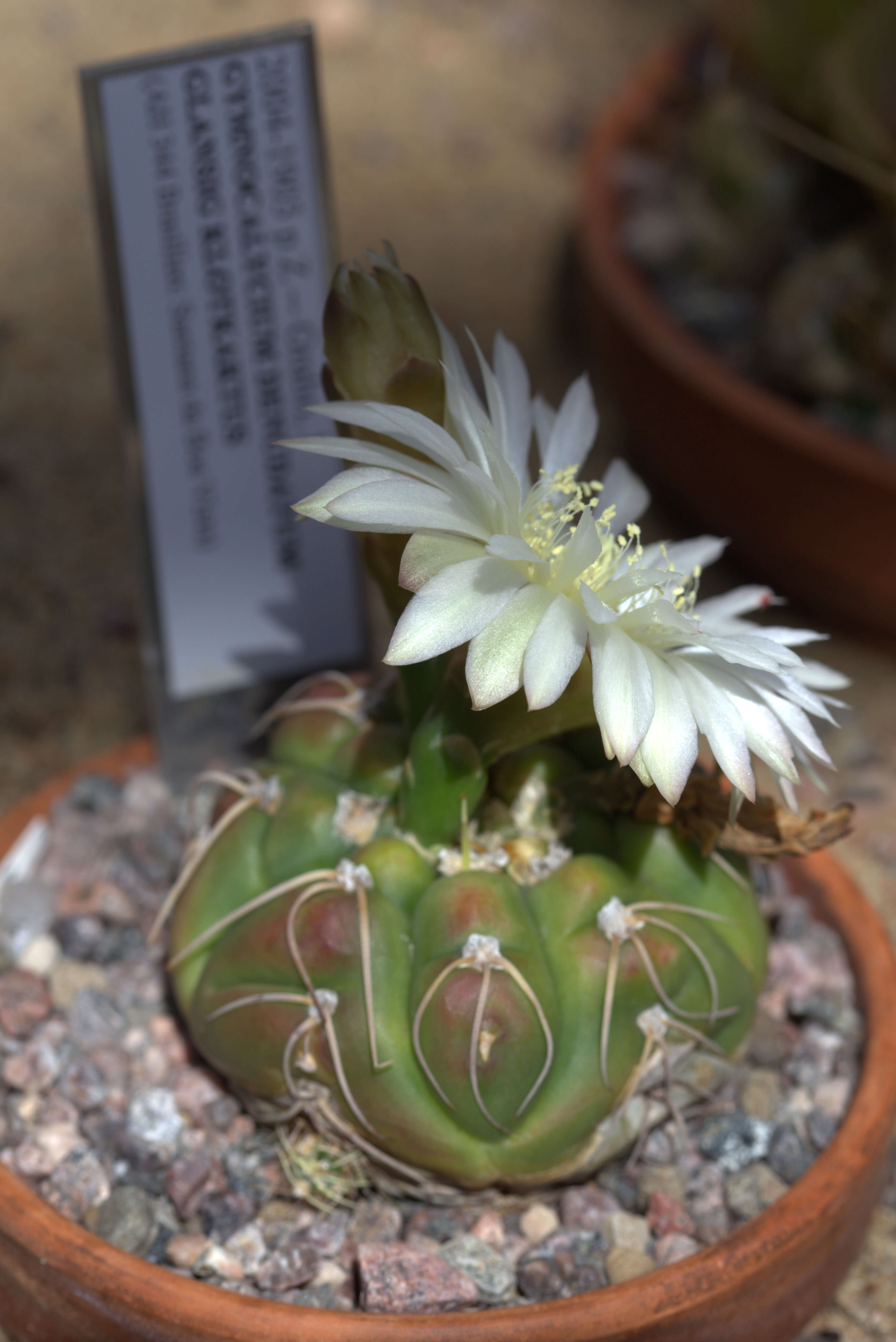 Image of Gymnocalycium denudatum (Link & Otto) Pfeiff. ex Mittler