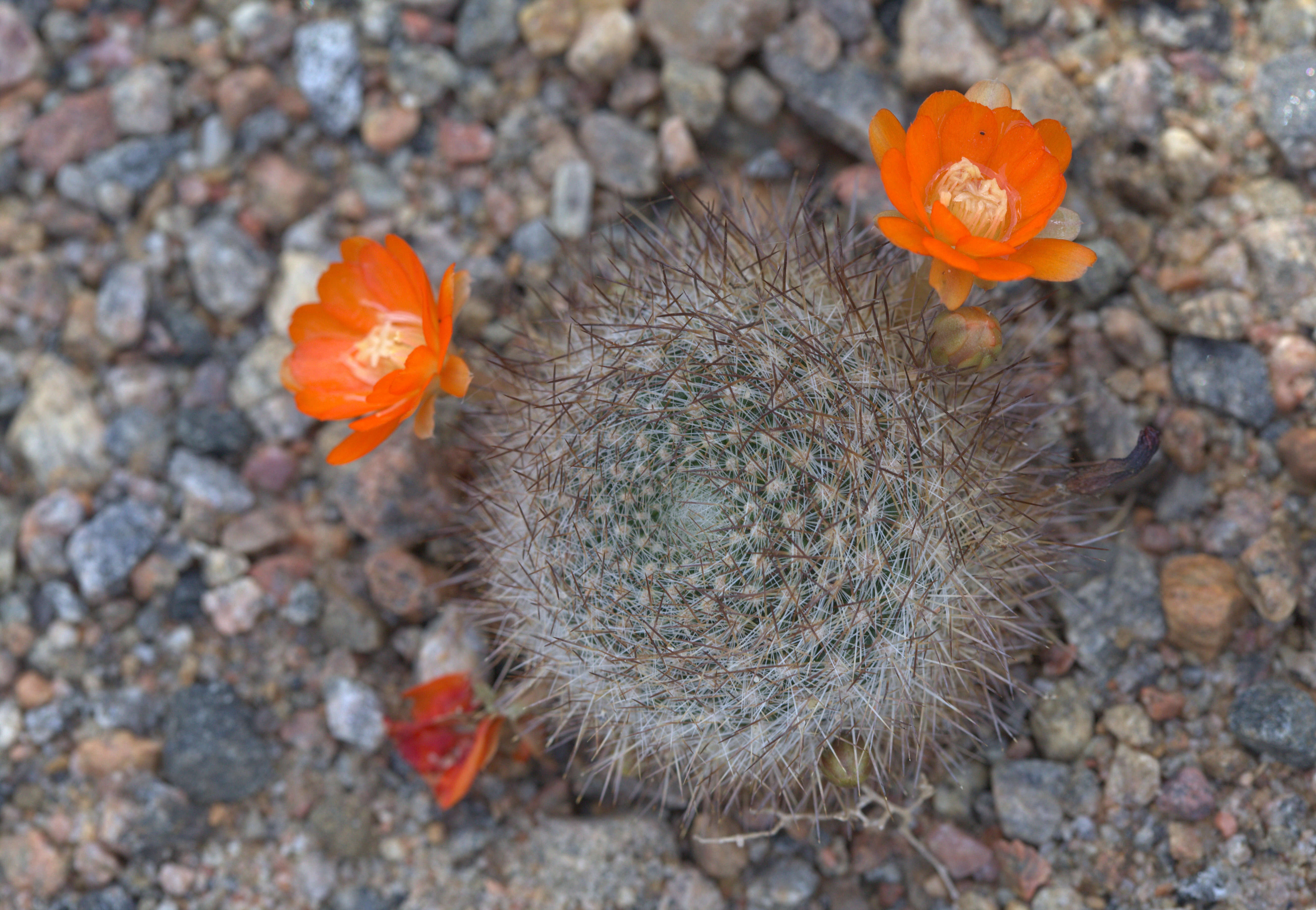 Imagem de Rebutia pulvinosa F. Ritter & Buining