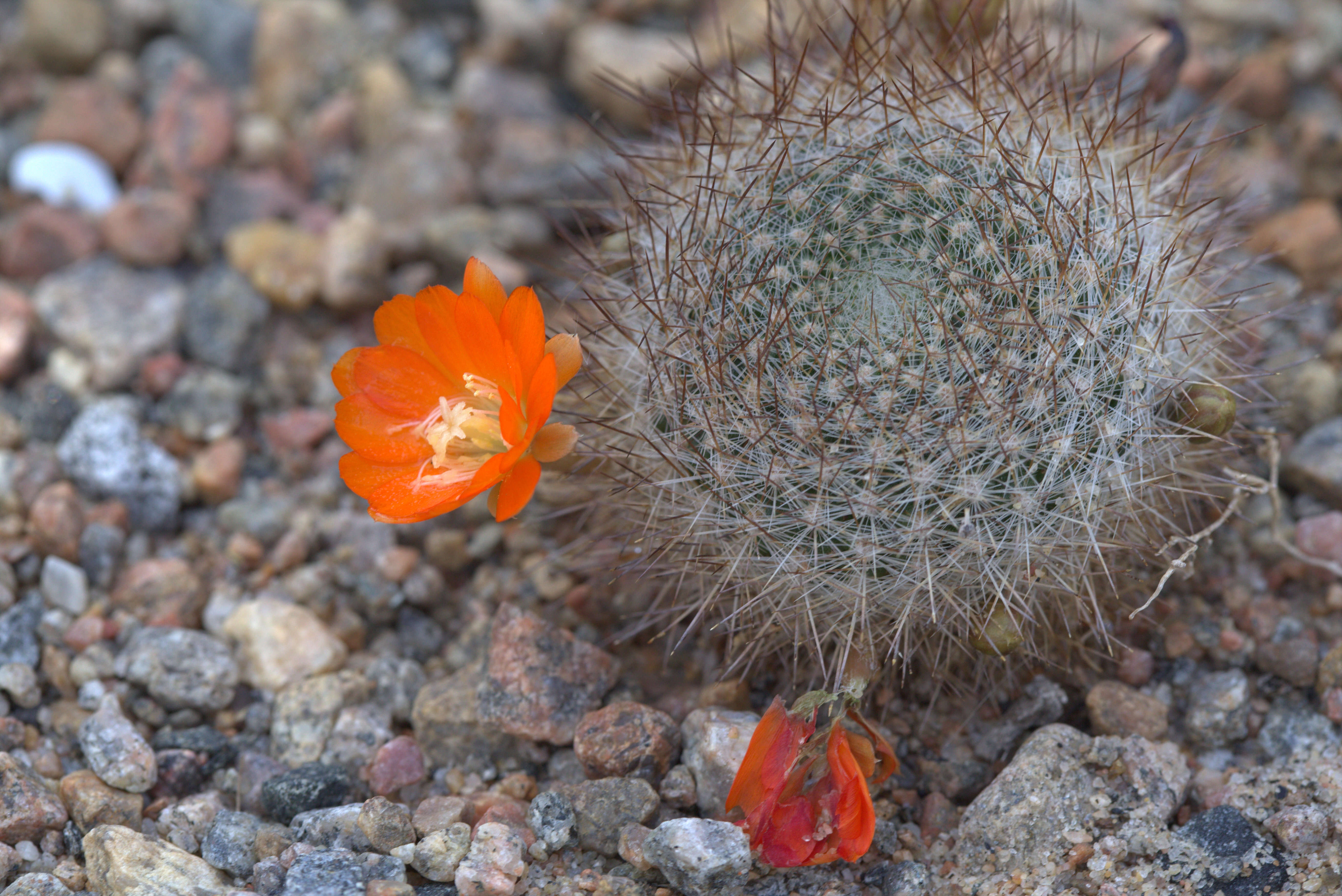 Imagem de Rebutia pulvinosa F. Ritter & Buining