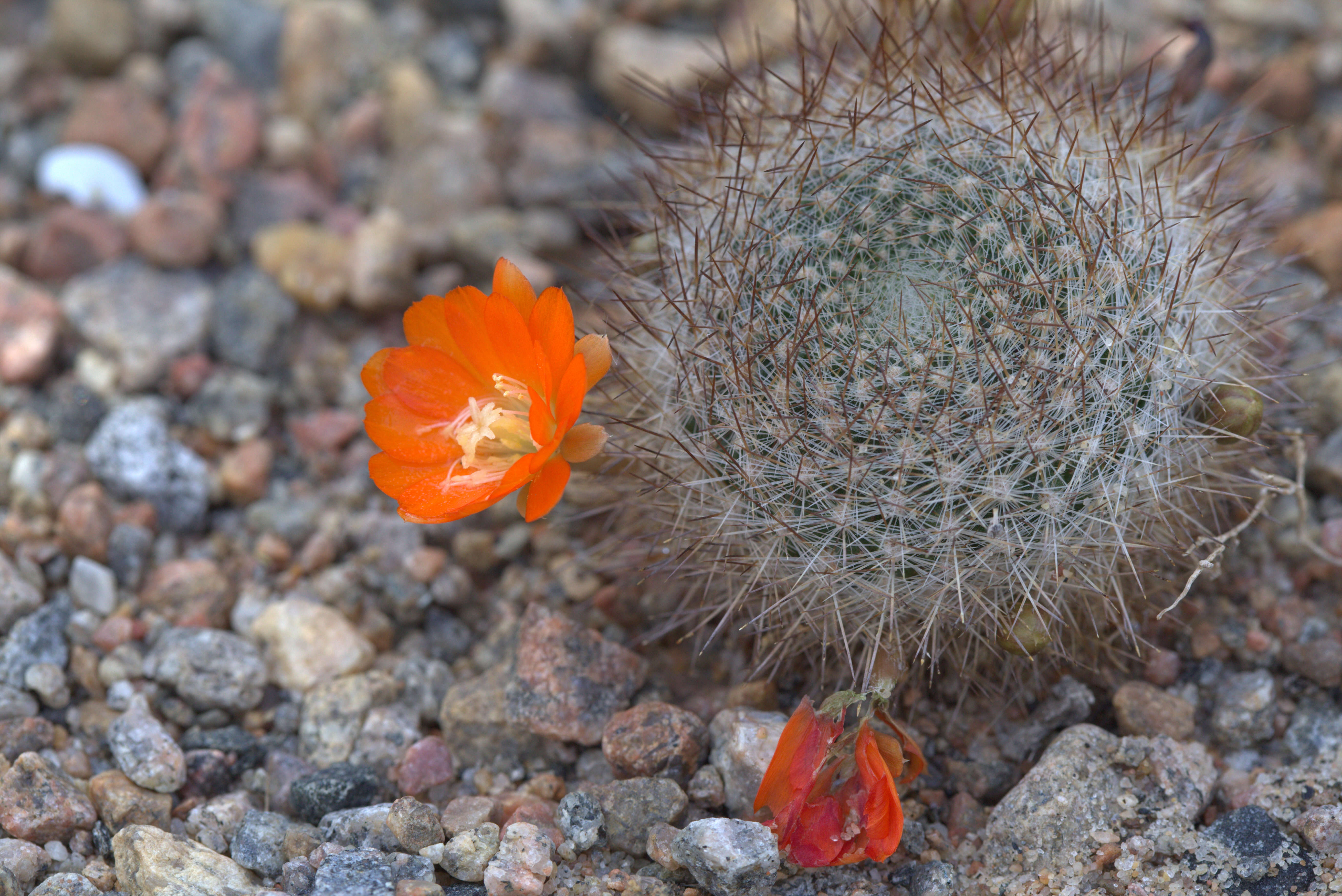 Imagem de Rebutia pulvinosa F. Ritter & Buining