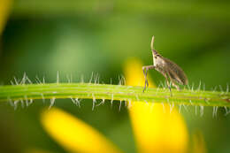 Image of dictyopharid planthoppers